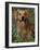 Golden Retriever Portrait in Bluebells-Lynn M^ Stone-Framed Photographic Print