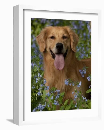 Golden Retriever Portrait in Bluebells-Lynn M^ Stone-Framed Photographic Print