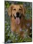 Golden Retriever Portrait in Bluebells-Lynn M^ Stone-Mounted Photographic Print