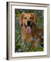 Golden Retriever Portrait in Bluebells-Lynn M^ Stone-Framed Photographic Print