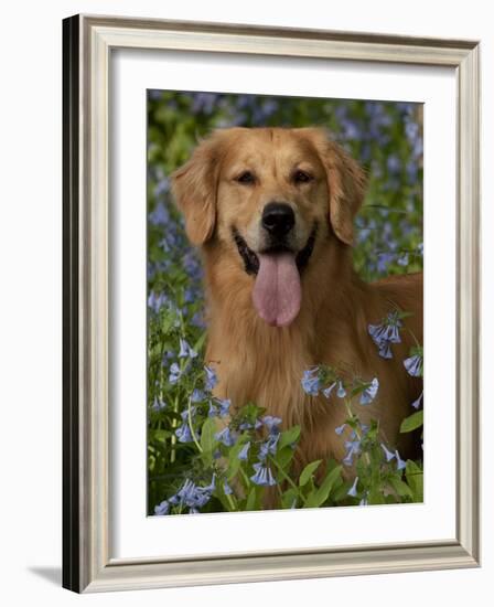 Golden Retriever Portrait in Bluebells-Lynn M^ Stone-Framed Photographic Print