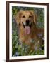 Golden Retriever Portrait in Bluebells-Lynn M^ Stone-Framed Photographic Print