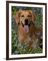 Golden Retriever Portrait in Bluebells-Lynn M^ Stone-Framed Photographic Print