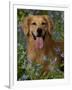 Golden Retriever Portrait in Bluebells-Lynn M^ Stone-Framed Photographic Print