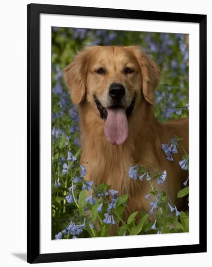 Golden Retriever Portrait in Bluebells-Lynn M^ Stone-Framed Photographic Print