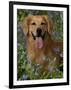 Golden Retriever Portrait in Bluebells-Lynn M^ Stone-Framed Photographic Print