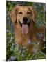 Golden Retriever Portrait in Bluebells-Lynn M^ Stone-Mounted Photographic Print