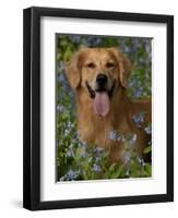 Golden Retriever Portrait in Bluebells-Lynn M^ Stone-Framed Photographic Print