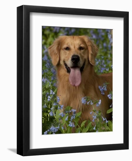 Golden Retriever Portrait in Bluebells-Lynn M^ Stone-Framed Photographic Print