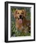 Golden Retriever Portrait in Bluebells-Lynn M^ Stone-Framed Photographic Print