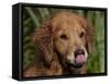 Golden Retriever, Portrait-Lynn M^ Stone-Framed Stretched Canvas