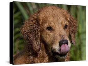 Golden Retriever, Portrait-Lynn M^ Stone-Stretched Canvas