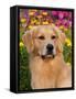 Golden Retriever, Portrait-Lynn M^ Stone-Framed Stretched Canvas