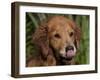 Golden Retriever, Portrait-Lynn M^ Stone-Framed Photographic Print