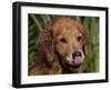 Golden Retriever, Portrait-Lynn M^ Stone-Framed Photographic Print