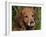 Golden Retriever, Portrait-Lynn M^ Stone-Framed Photographic Print