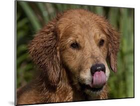 Golden Retriever, Portrait-Lynn M^ Stone-Mounted Photographic Print