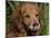 Golden Retriever, Portrait-Lynn M^ Stone-Mounted Photographic Print