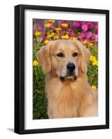 Golden Retriever, Portrait-Lynn M^ Stone-Framed Photographic Print