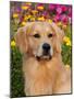 Golden Retriever, Portrait-Lynn M^ Stone-Mounted Photographic Print