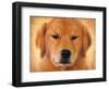 Golden Retriever Portrait-Jai Johnson-Framed Premium Giclee Print