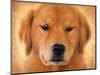 Golden Retriever Portrait-Jai Johnson-Mounted Premium Giclee Print