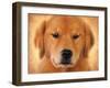 Golden Retriever Portrait-Jai Johnson-Framed Giclee Print