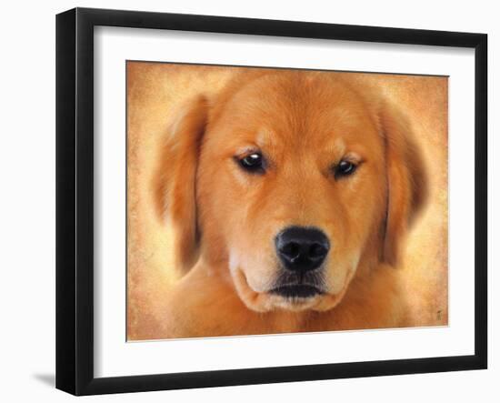 Golden Retriever Portrait-Jai Johnson-Framed Giclee Print