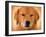 Golden Retriever Portrait-Jai Johnson-Framed Giclee Print