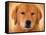 Golden Retriever Portrait-Jai Johnson-Framed Stretched Canvas