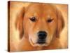 Golden Retriever Portrait-Jai Johnson-Stretched Canvas