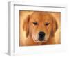 Golden Retriever Portrait-Jai Johnson-Framed Giclee Print