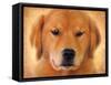 Golden Retriever Portrait-Jai Johnson-Framed Stretched Canvas