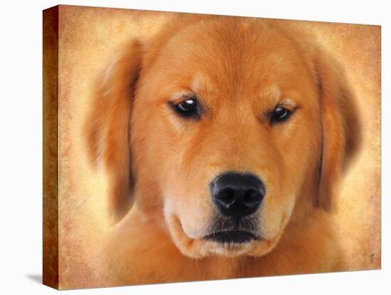 Golden Retriever Portrait-Jai Johnson-Stretched Canvas