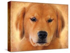 Golden Retriever Portrait-Jai Johnson-Stretched Canvas