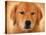 Golden Retriever Portrait-Jai Johnson-Stretched Canvas