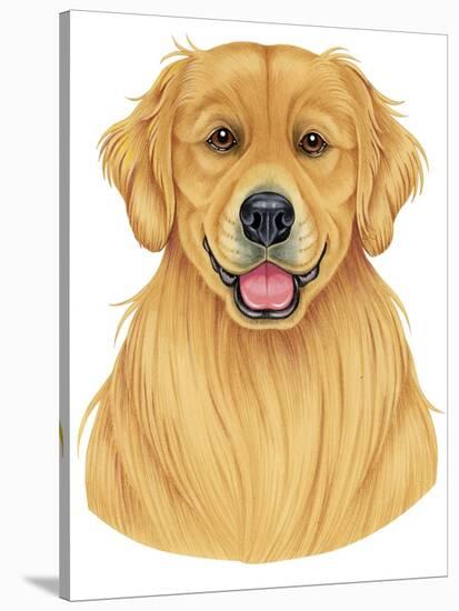 Golden Retriever Portrait-Tomoyo Pitcher-Stretched Canvas