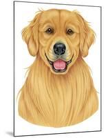 Golden Retriever Portrait-Tomoyo Pitcher-Mounted Giclee Print