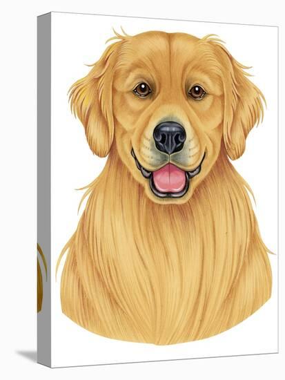 Golden Retriever Portrait-Tomoyo Pitcher-Stretched Canvas