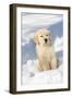 Golden Retriever Pup in snow, Holland, Massachusetts, USA-Lynn M.Stone-Framed Photographic Print