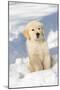 Golden Retriever Pup in snow, Holland, Massachusetts, USA-Lynn M.Stone-Mounted Photographic Print