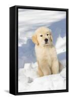 Golden Retriever Pup in snow, Holland, Massachusetts, USA-Lynn M.Stone-Framed Stretched Canvas