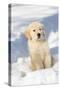 Golden Retriever Pup in snow, Holland, Massachusetts, USA-Lynn M.Stone-Stretched Canvas