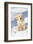 Golden Retriever Pup in snow, Holland, Massachusetts, USA-Lynn M.Stone-Framed Photographic Print