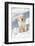 Golden Retriever Pup in snow, Holland, Massachusetts, USA-Lynn M.Stone-Framed Photographic Print