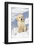 Golden Retriever Pup in snow, Holland, Massachusetts, USA-Lynn M.Stone-Framed Photographic Print