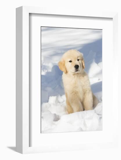 Golden Retriever Pup in snow, Holland, Massachusetts, USA-Lynn M.Stone-Framed Photographic Print