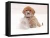 Golden Retriever Pup in Snow-Chuck Haney-Framed Stretched Canvas