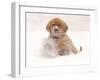 Golden Retriever Pup in Snow-Chuck Haney-Framed Photographic Print