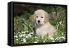Golden Retriever Pup in Spring Wildflowers, Elburn, Illinois-Lynn M^ Stone-Framed Stretched Canvas